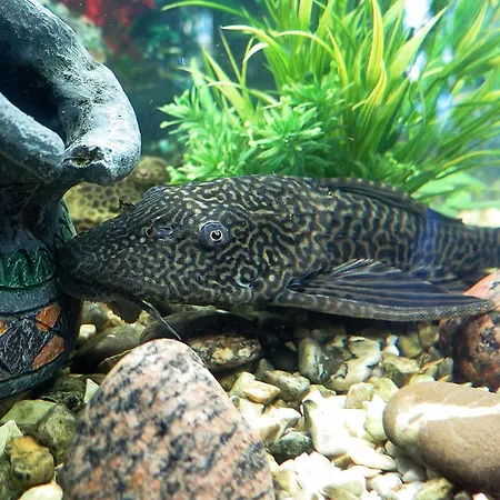 帕鲁里奥维拉酒店 *